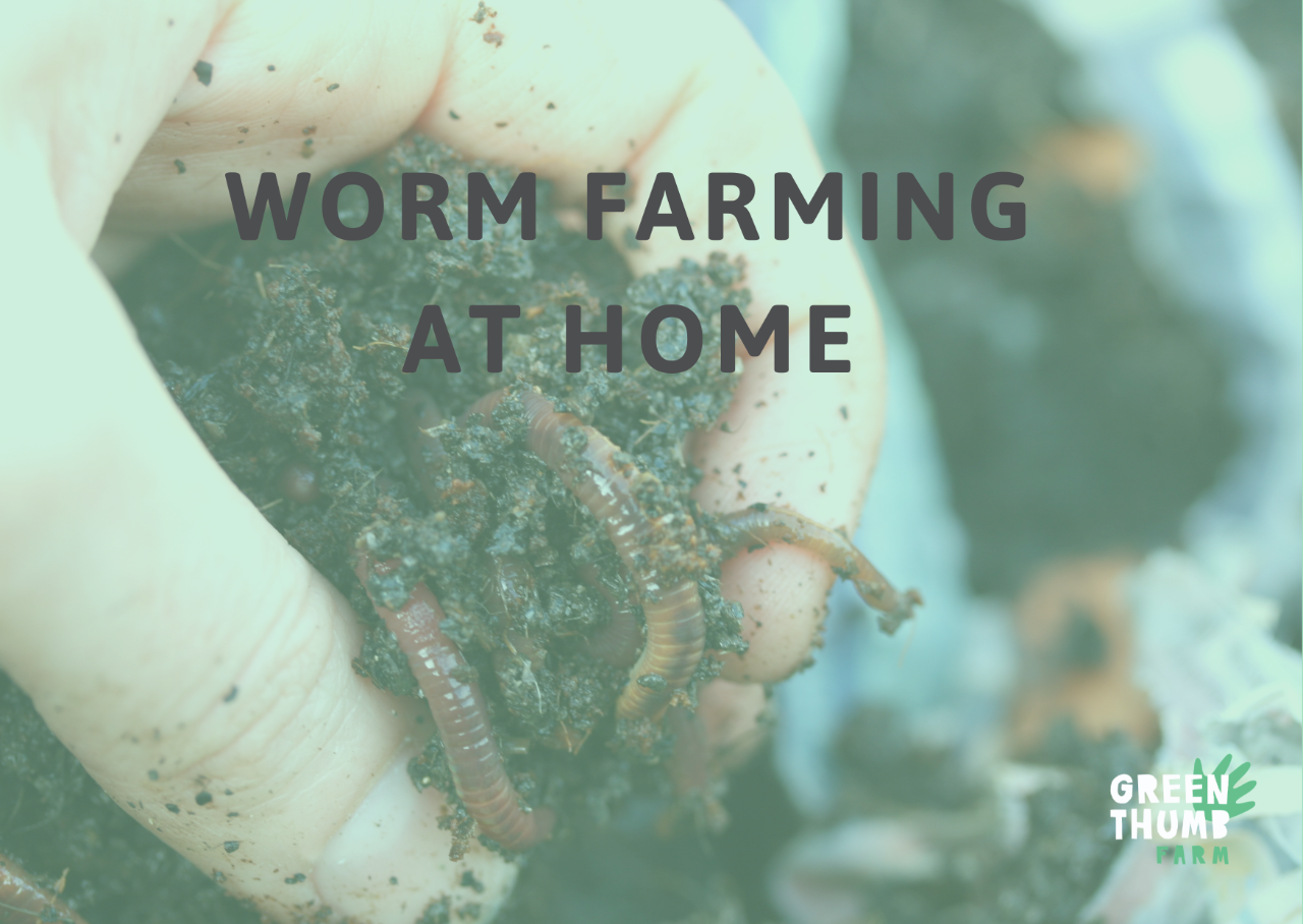 Worm Farming at Home