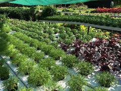 Farm Flavour Discovery Tour
