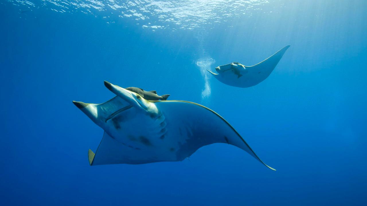 Swim with Manta Rays
