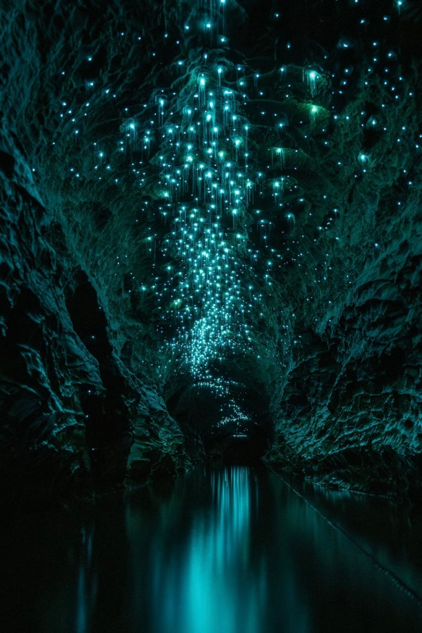 Okahua Glowworm Cave Tour