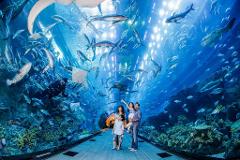 Dubai Mall Aquarium & Underwater Zoo Tickets