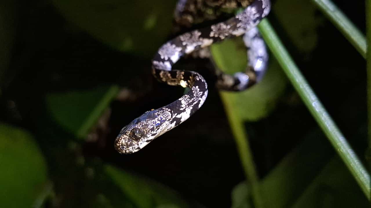 Night Tour & Nocturnal Butterfly Sanctuary