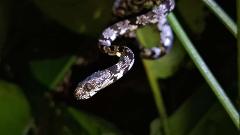 Night Tour & Nocturnal Butterfly Sanctuary
