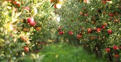 Rayner's Orchard & Warburton Valley Full Day Tour 