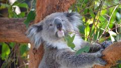 Healesville Sanctuary Wildlife & Birdlife Full-day Tour (Alcohol Included)