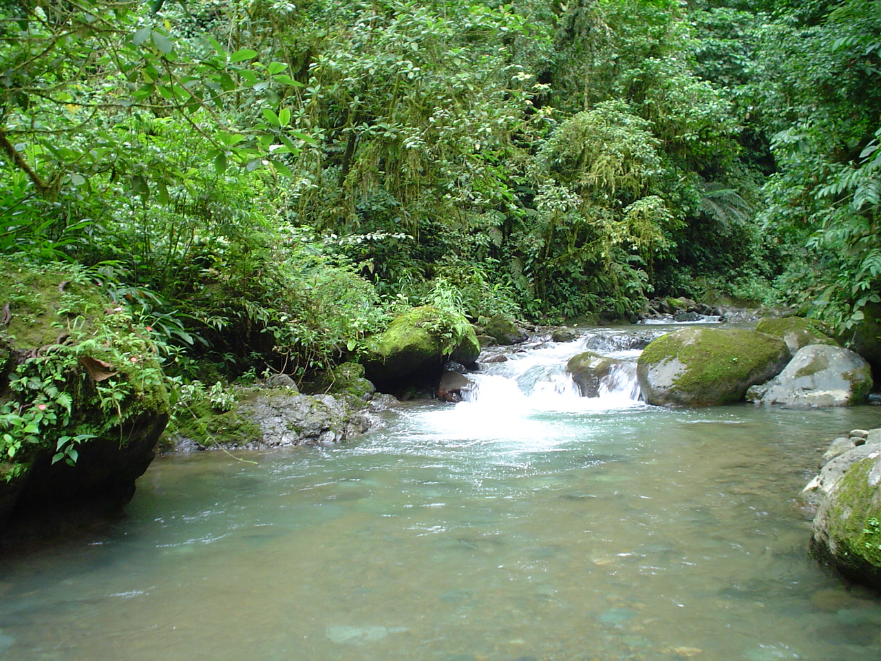 Senderismo: Exploración natural en bosque contiguo a Reserva Nacional Tapantí