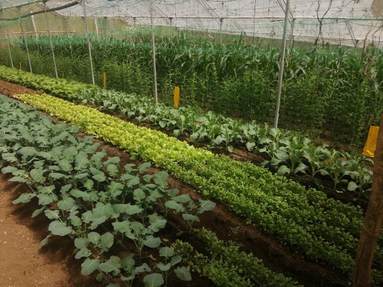 Agricultura Orgánica: Aprende y Vive la agricultura natural sin agroquímicos
