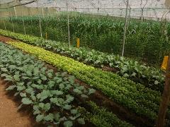 Agricultura Orgánica: Aprende y Vive la agricultura natural sin agroquímicos