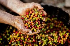 Café de Altura: De la Planta a la Taza