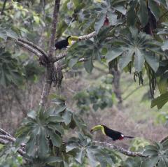 Avistamiento de aves en bosque contiguo a Reserva Nacional Tapantí