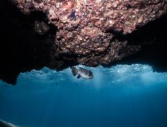 Boat Trip: Thistlegorm Wreck