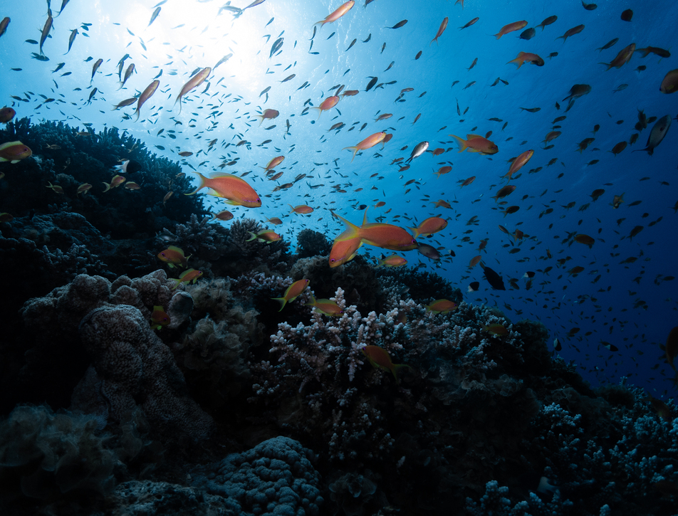 PADI Scuba Diver Course