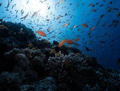 PADI Scuba Diver Course