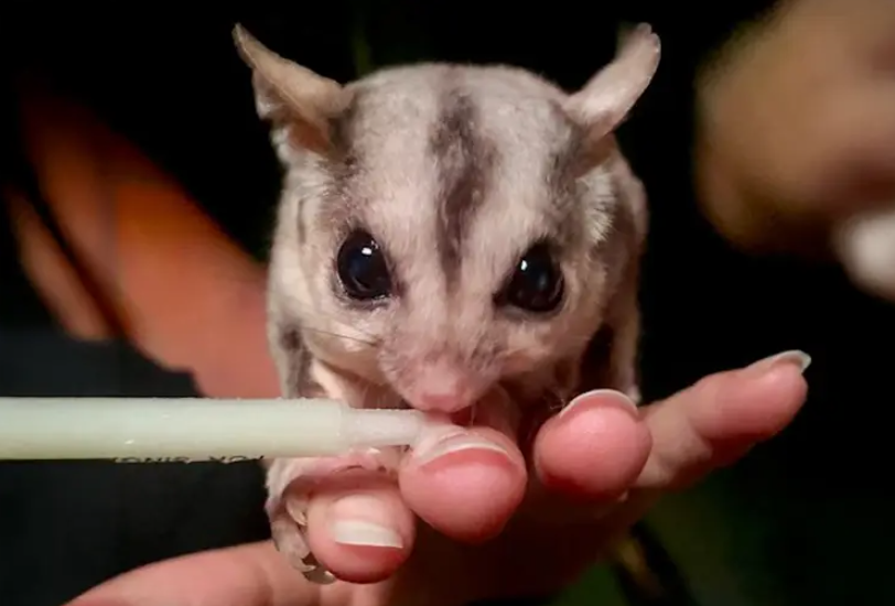 ANIMAL ENCOUNTER - Secret Creatures