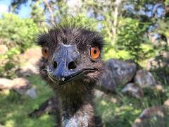 $50 Territory Wildlife Park Gift Card 