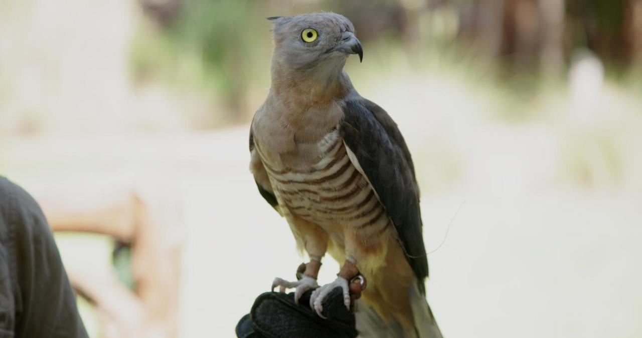 ANIMAL ENCOUNTER - Hawk Walk