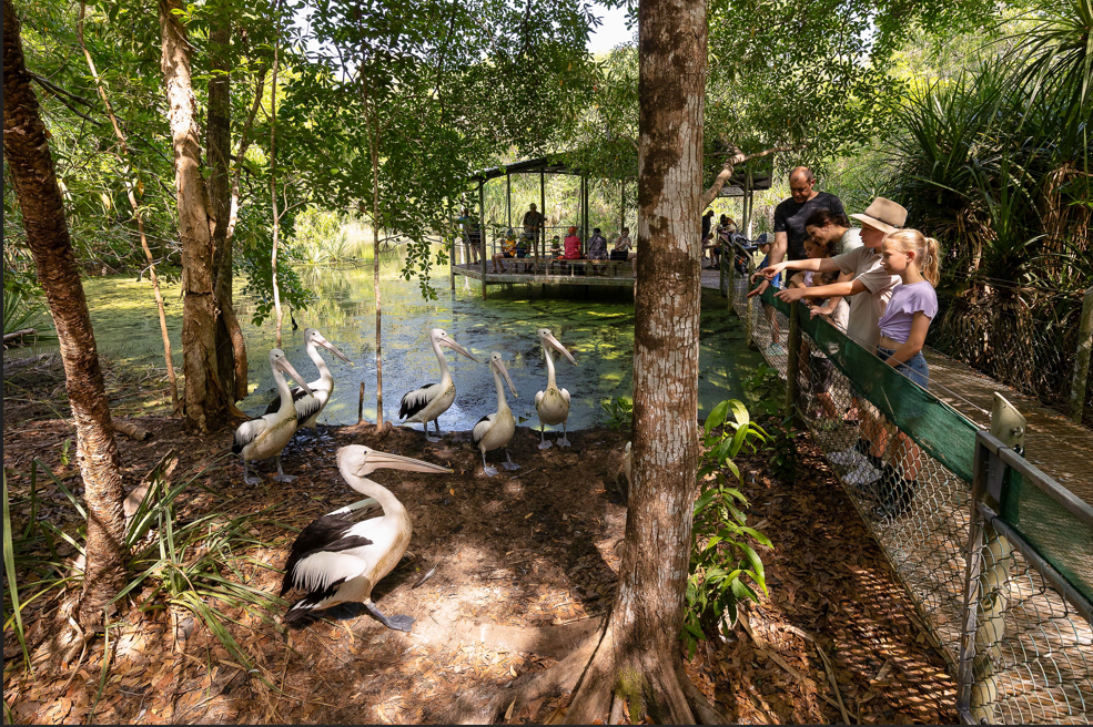 ANIMAL ENCOUNTERS - Pelican Brekky