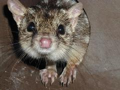 Donate - Conservation and Research Projects