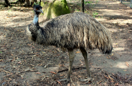 Donate to Territory Wildlife Park