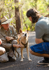 ANIMAL ENCOUNTER - Dingo Hike