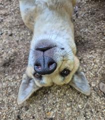 $250 Territory Wildlife Park Gift Card 