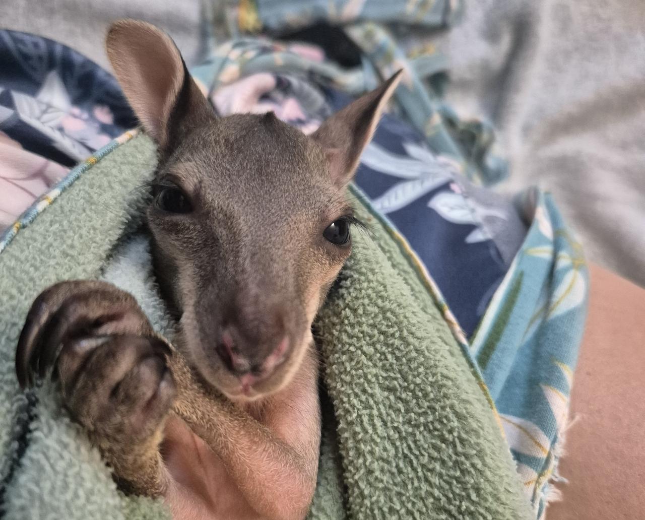 Donate - Animal Care and Welfare