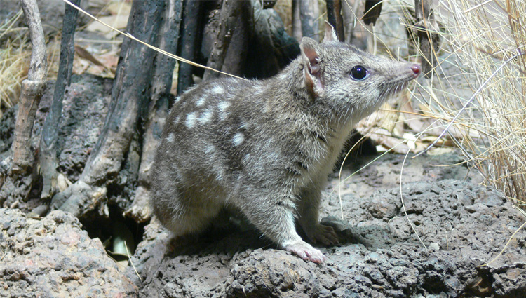 Donate - Conservation and Research Projects