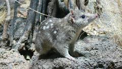 Donate - Conservation and Research Projects