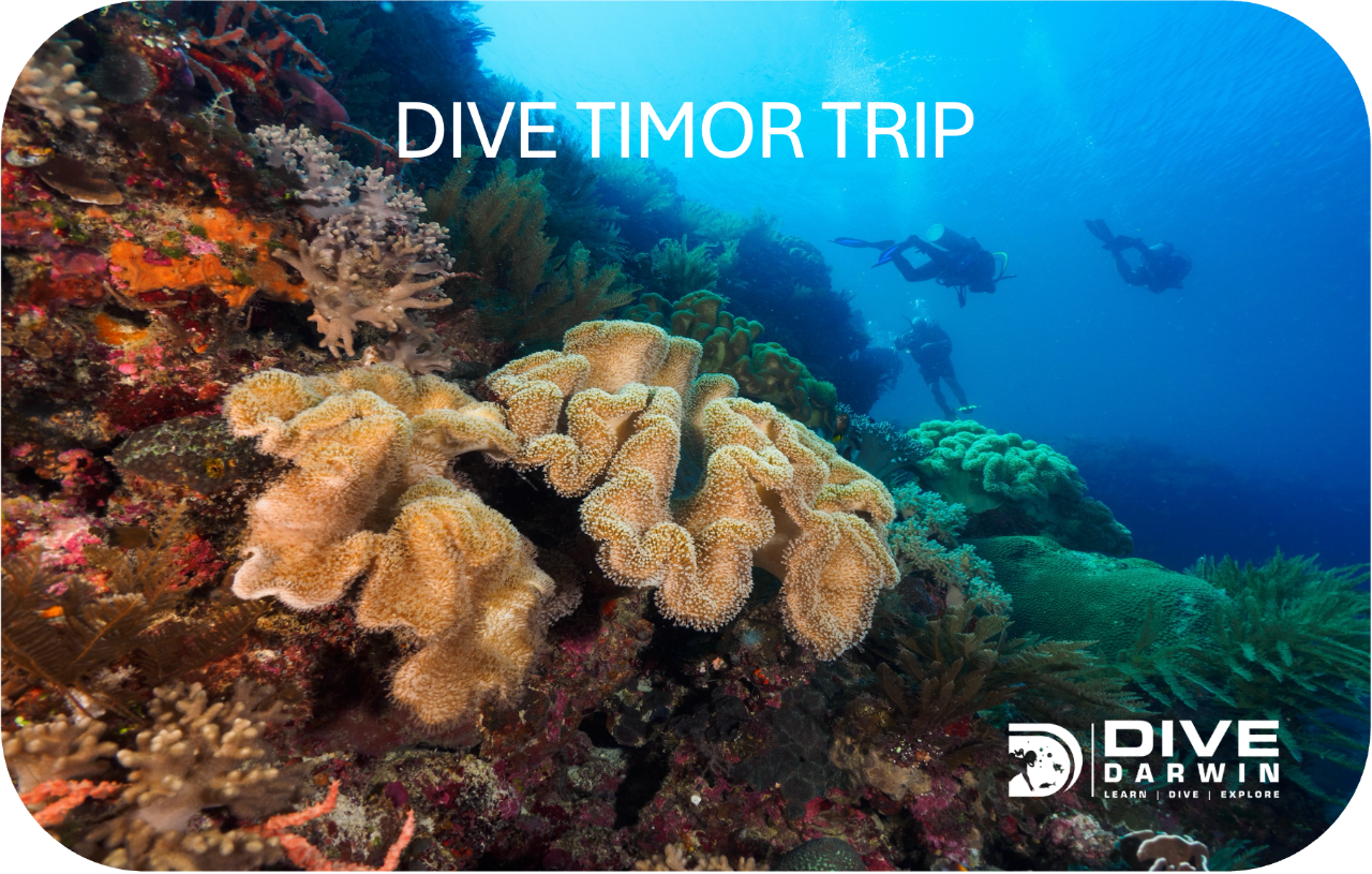 Dive Timor Trip - COMING SOON
