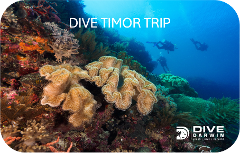 Dive Timor Trip - COMING SOON