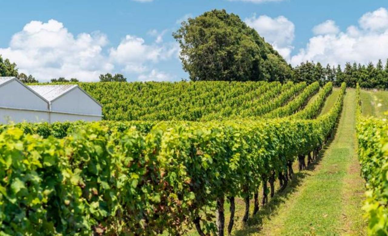 Your Kiwi Tour: Auckland’s Wine Country – A Taste Of The West | Private Tour — Auckland - Photo 3