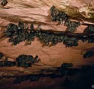 Bat Cave Excursion (Package 5)