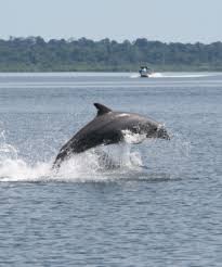 Cayo and Dolphin Bay Excursion (Package 2)