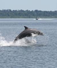 Cayo and Dolphin Bay Excursion (Package 2)