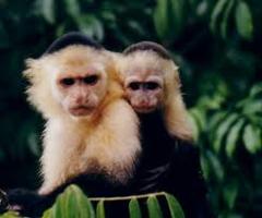 Monkey Island Excursion (Package 3)