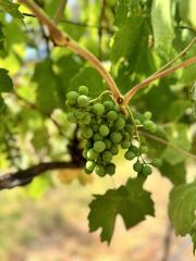 GYG Big Bus Private Wine Tasting Yarra Valley Tour (up to 21 pax) 