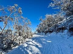 GYG Big Bus Private Lake Mountain Snow & Redwood Forest Tours (up to 21 pax) 