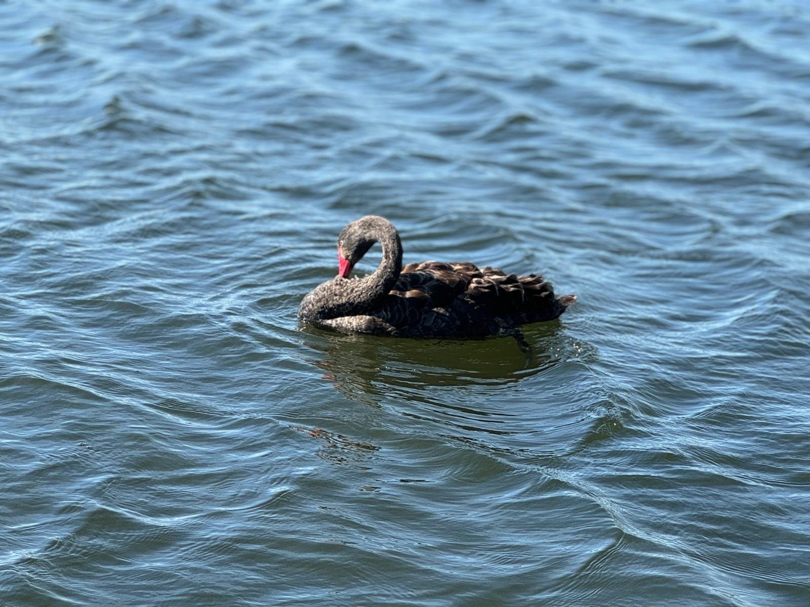 Big Bus Private Grampians National Park Day Tours (up to 21 pax)