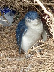 GYG Big Bus Private Phillip Island Penguin Parade Tours (up to 21 pax) 