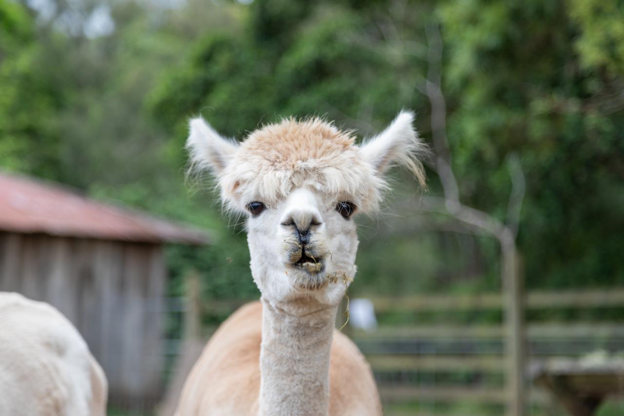 Alpaca & Goat Feeding Experience - Walk-In Available Only