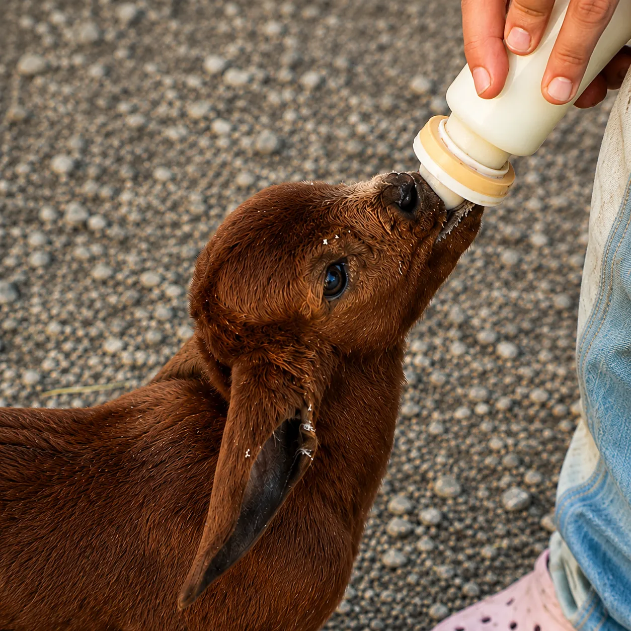 Bottle Feed Our Baby Goats