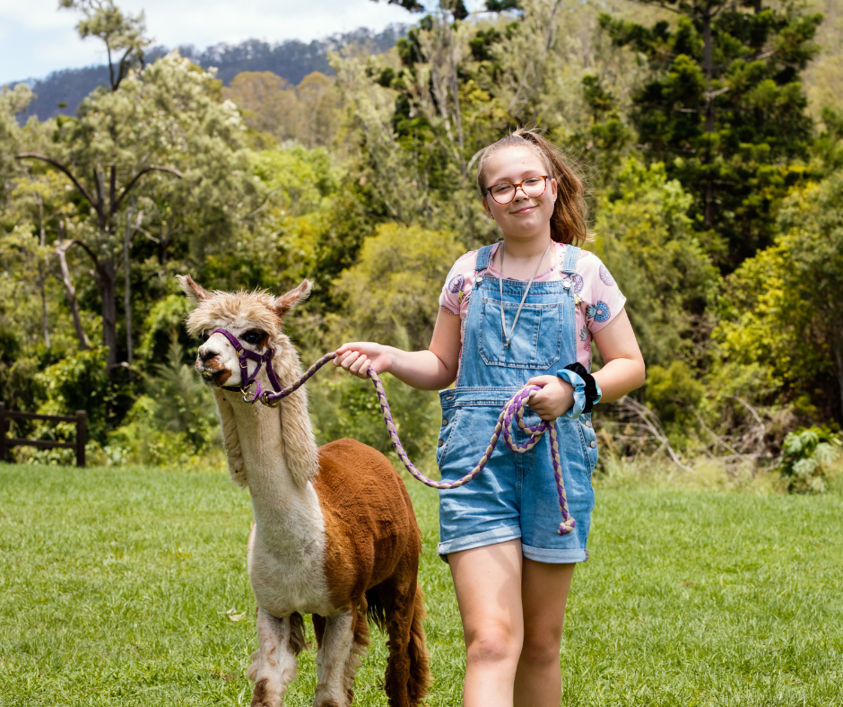 Alpaca Walk Experience