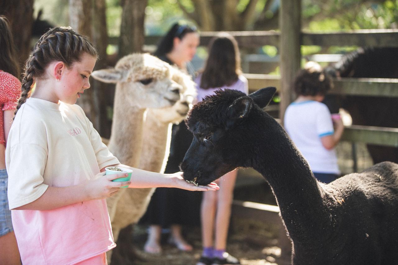 Alpaca Therapy Session — Private