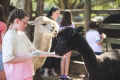 Alpaca Therapy Session — Private
