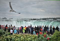 Milton To Niagara Falls Large Group Custom Bus Tour (upto 56 Passengers)
