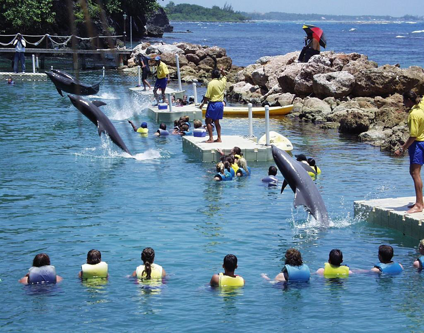 Dolphin Cove Ocho Rios