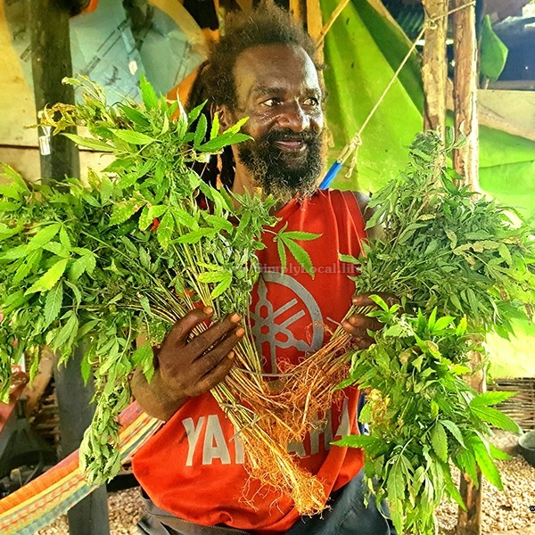 Weed Farm Tour Ocho Rios