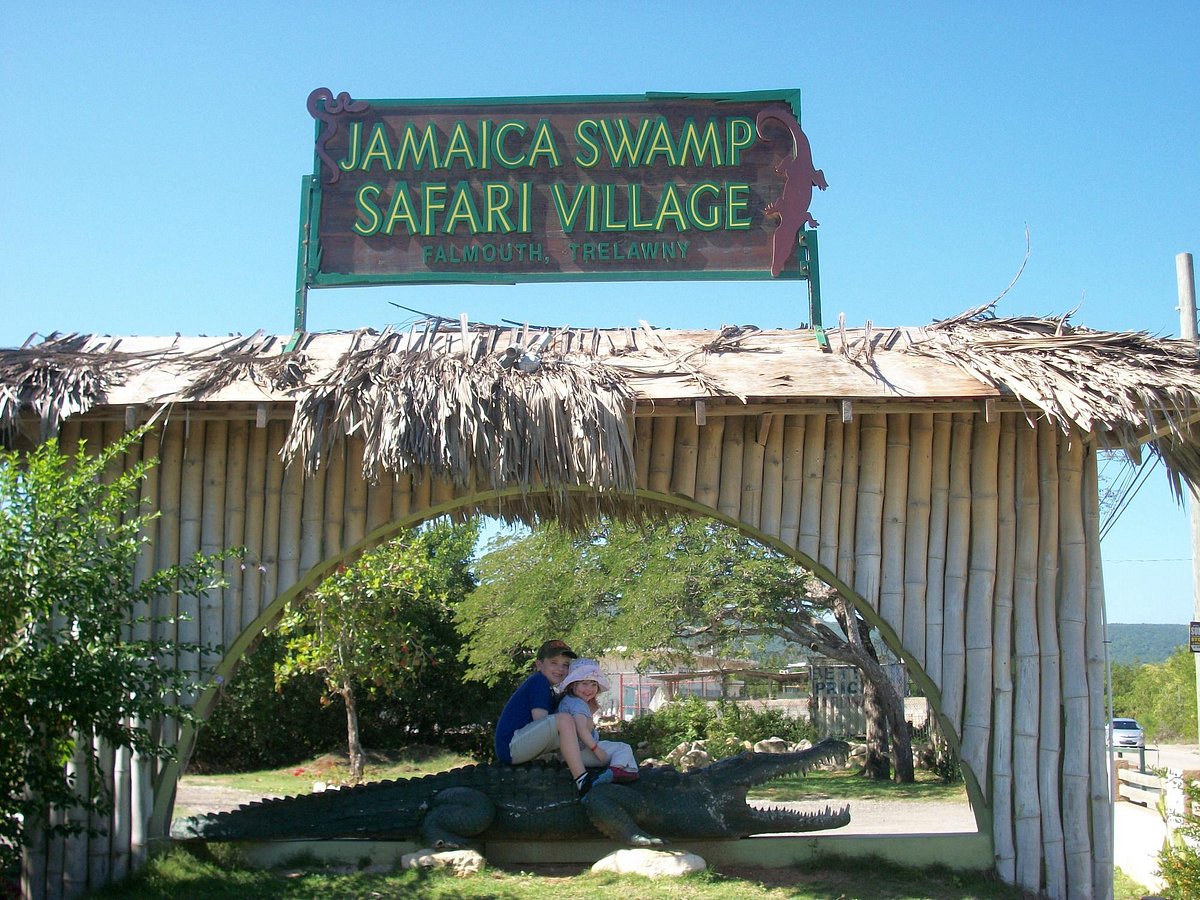 Swamp Safari Tour Falmouth