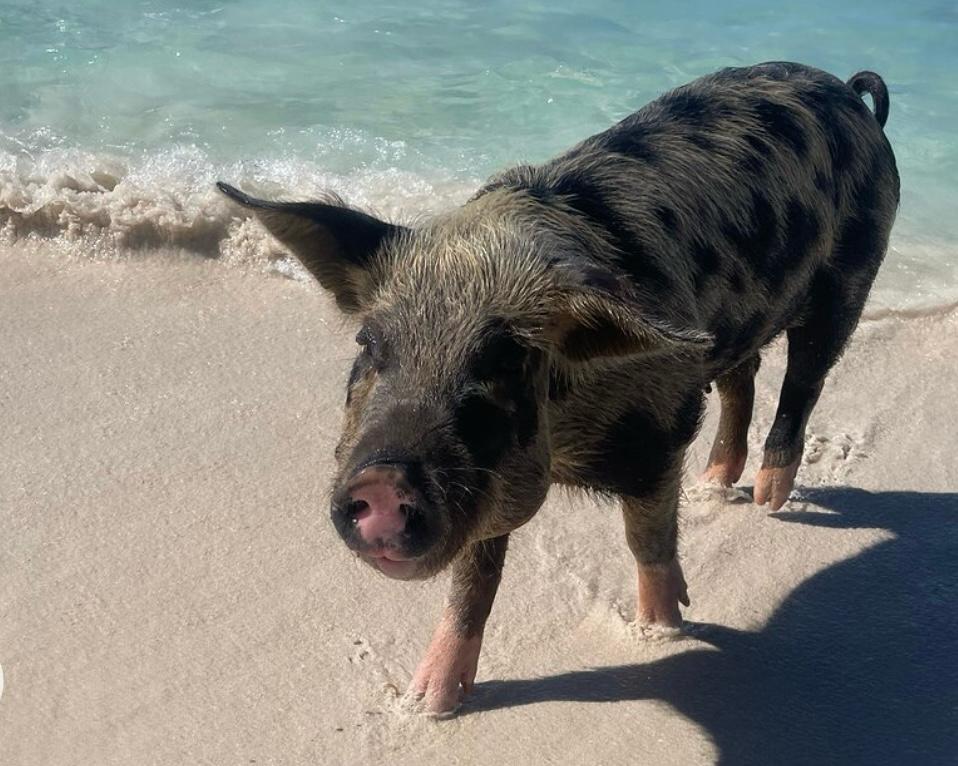 SWIMMING PIGS ENCOUNTER & ROSE ISLAND BEACH DAY ADVENTURE