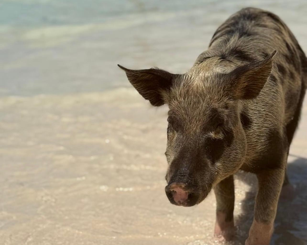 EXUMA SWIMMING PIGS | GROUP EXCURSION